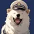 WASAO icon